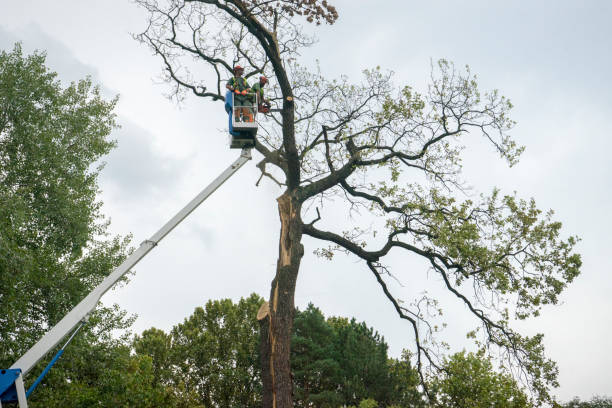 Best Tree and Shrub Care  in Cannon Beach, OR