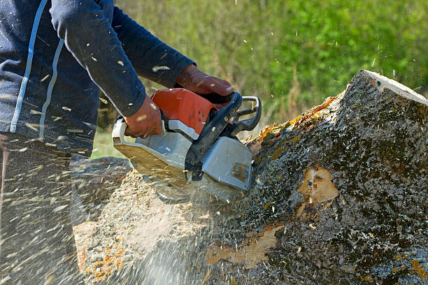 Best Tree Health Inspection  in Cannon Beach, OR